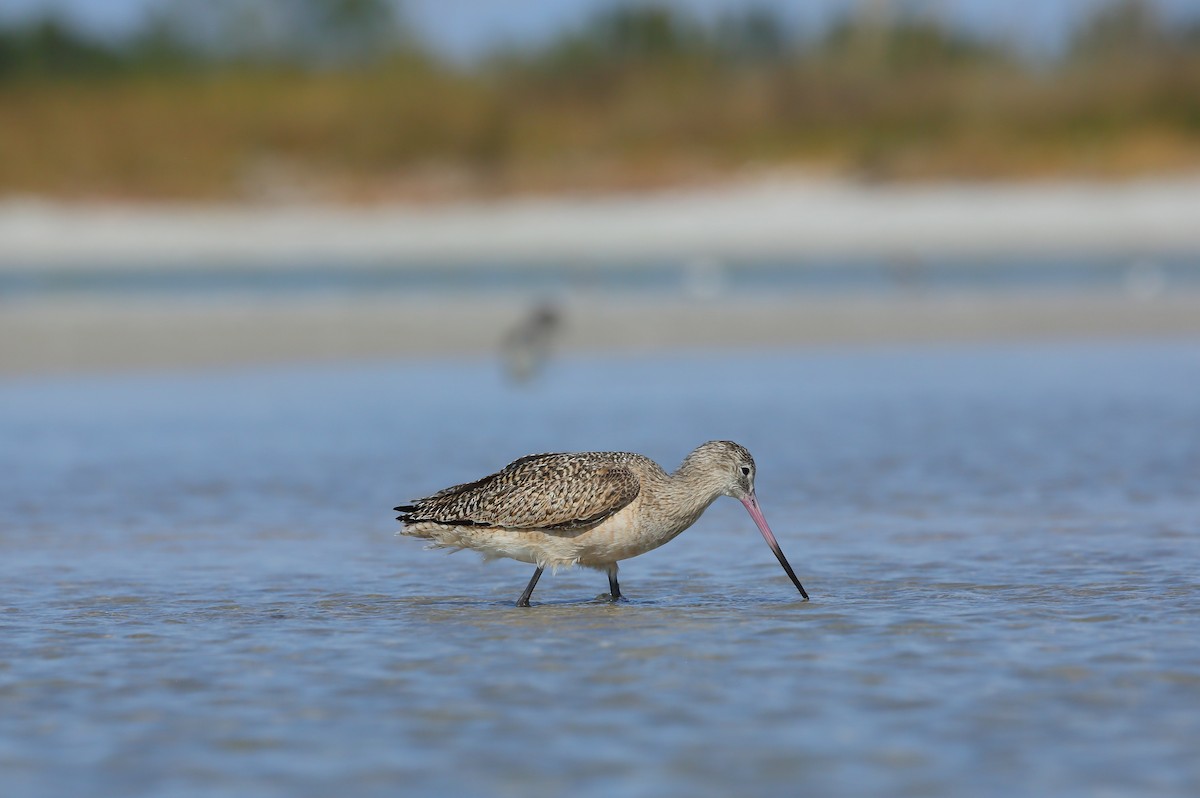 Marbled Godwit - ML646235450