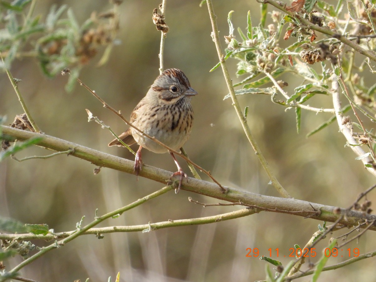 Lincoln's Sparrow - ML646235451