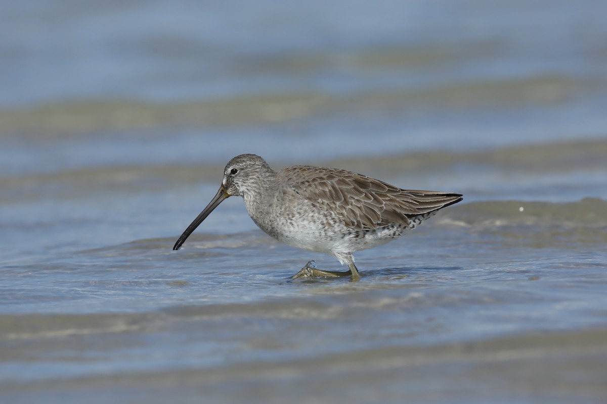 Short-billed Dowitcher (hendersoni) - ML646235470