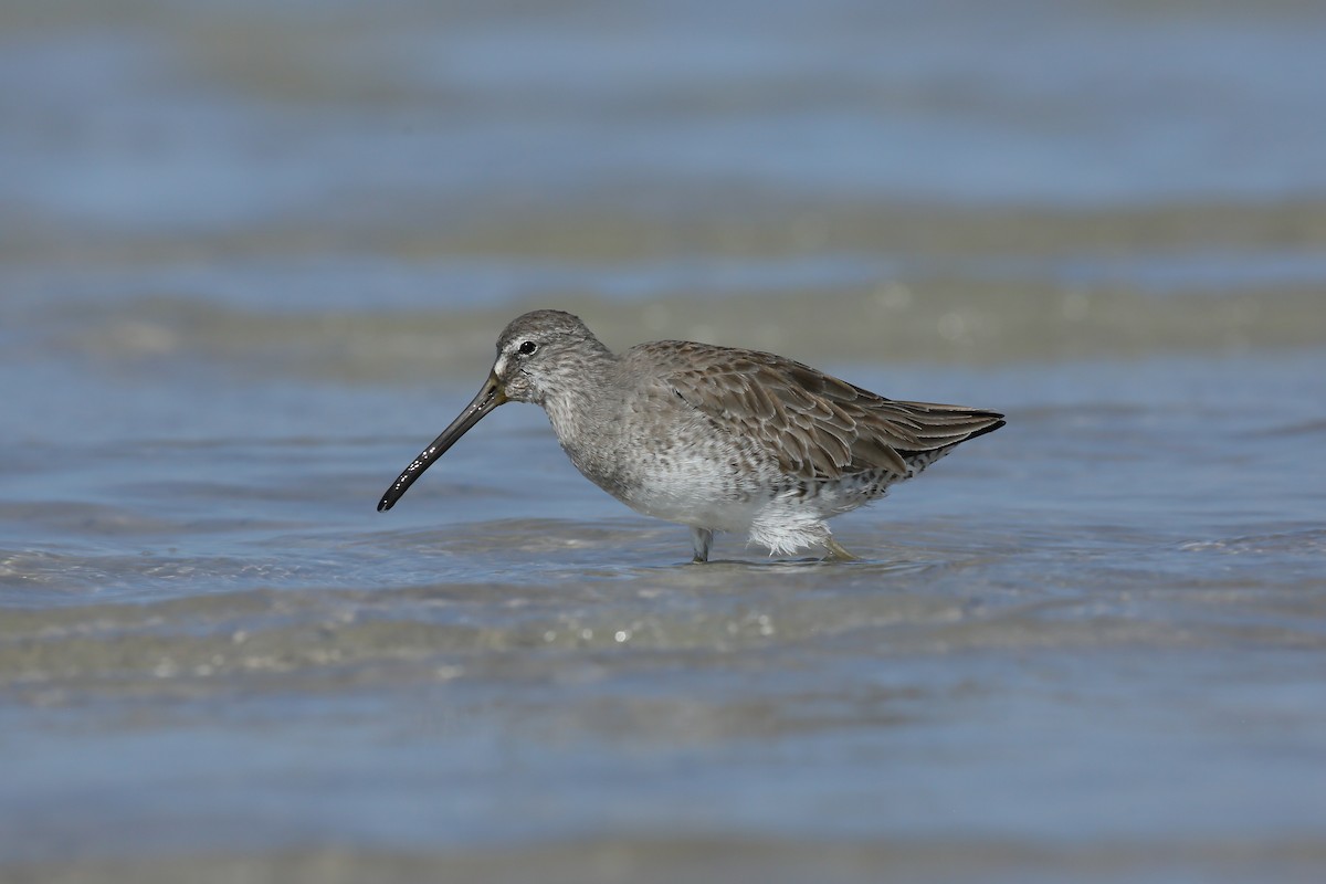 Short-billed Dowitcher (hendersoni) - ML646235473