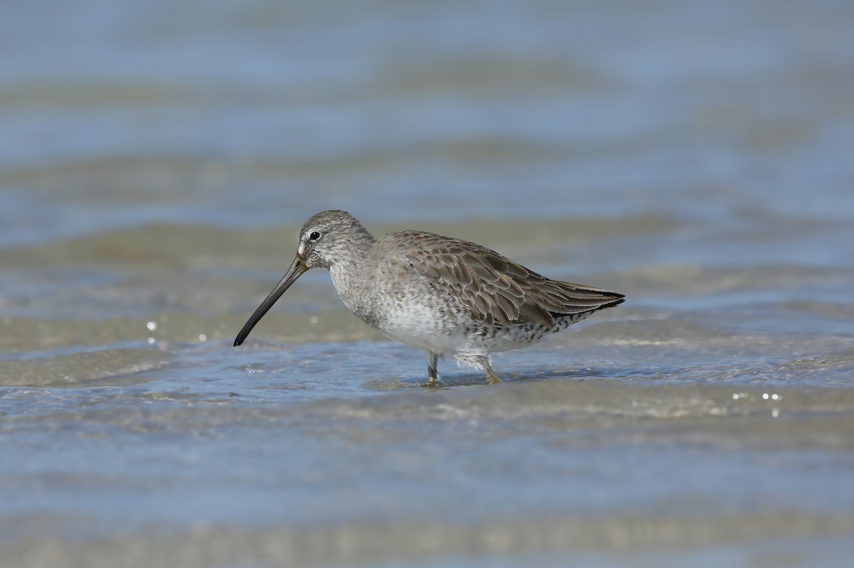 Short-billed Dowitcher (hendersoni) - ML646235474
