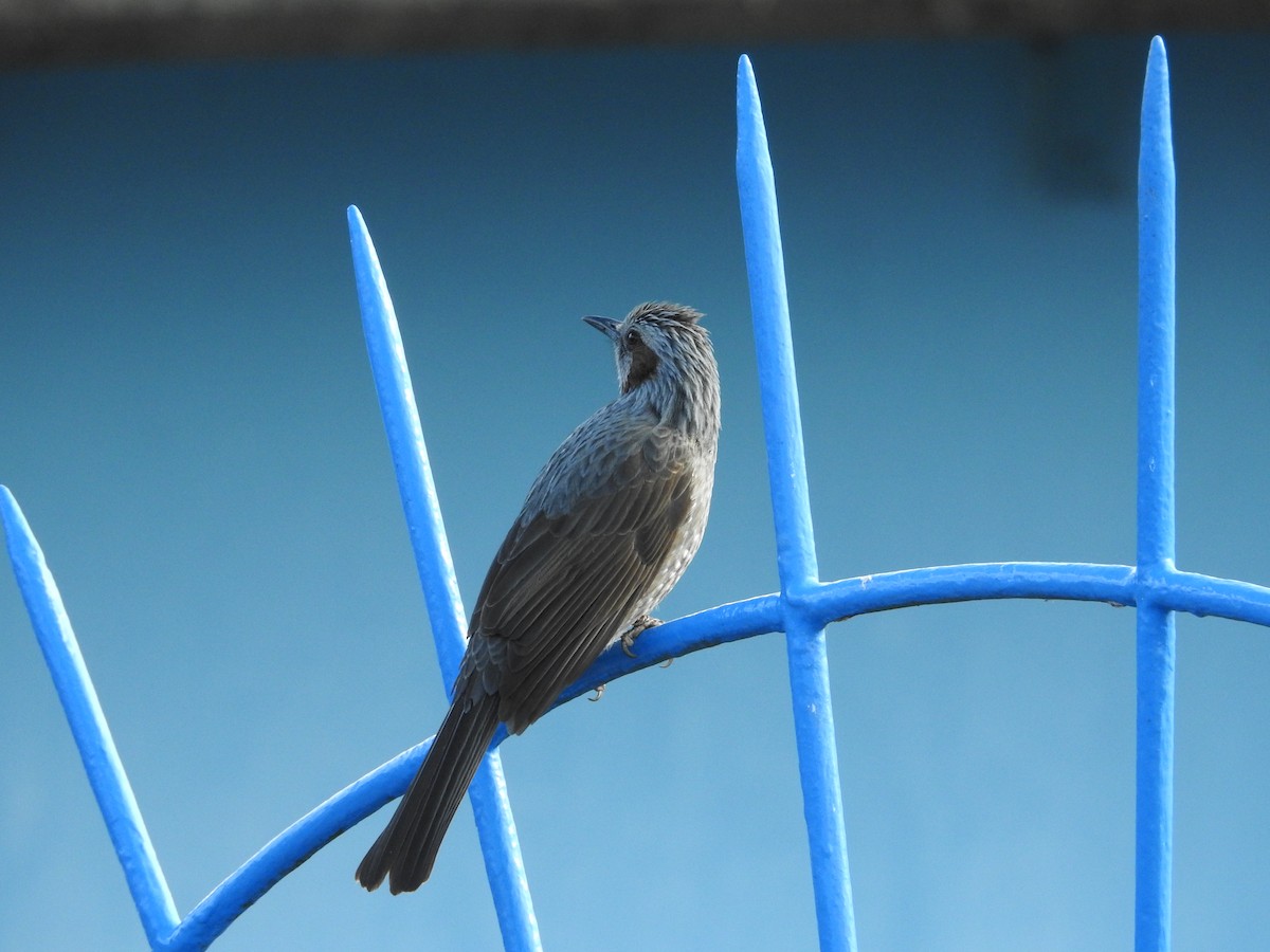 棕耳鵯 - ML646235476