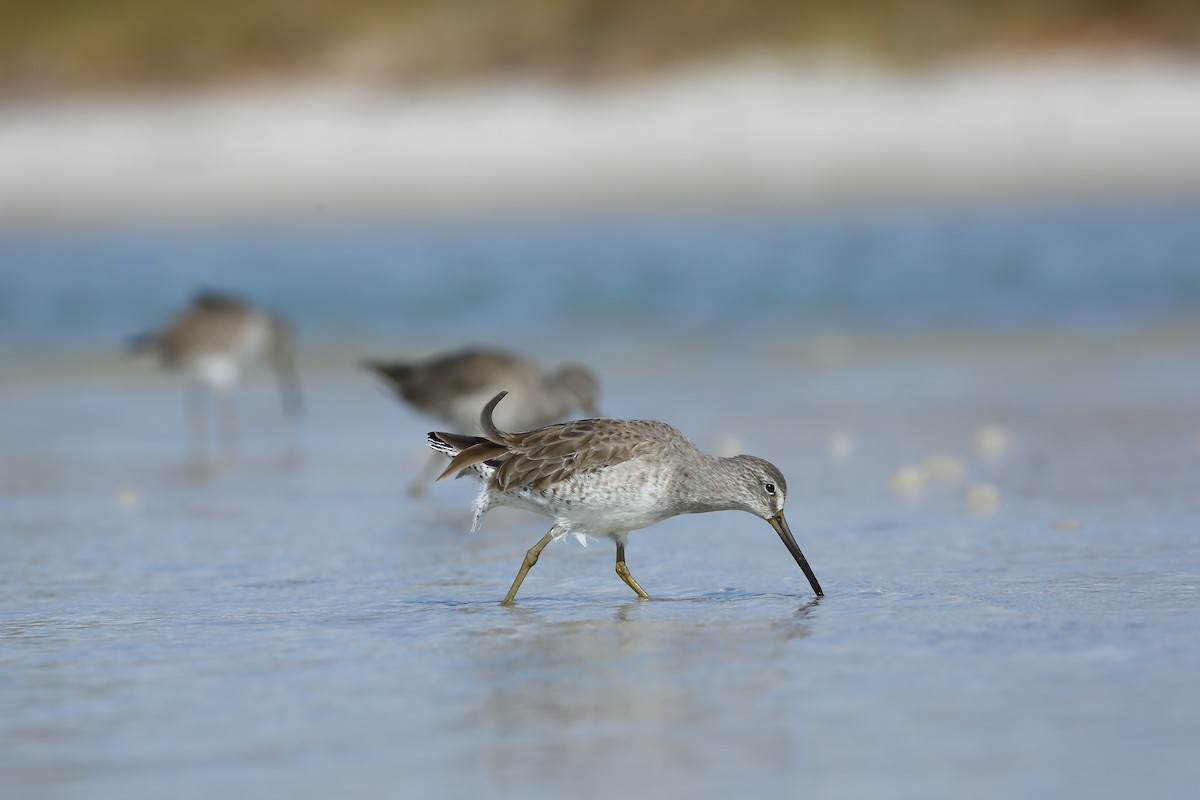 Short-billed Dowitcher (hendersoni) - ML646235479