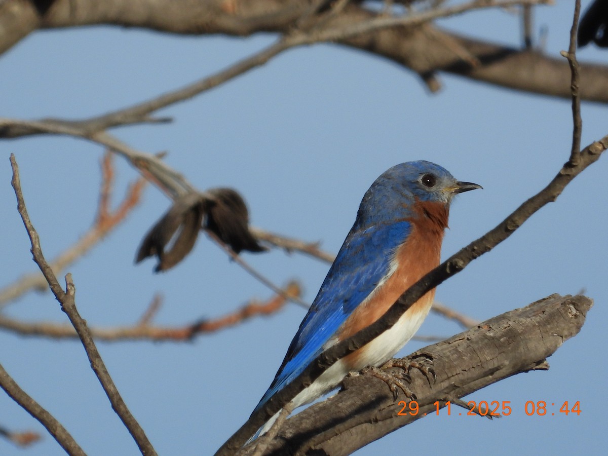 Eastern Bluebird - ML646235481