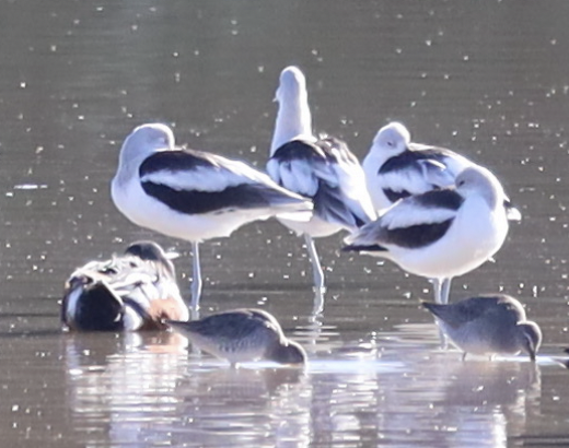 Avocette d'Amérique - ML646235484