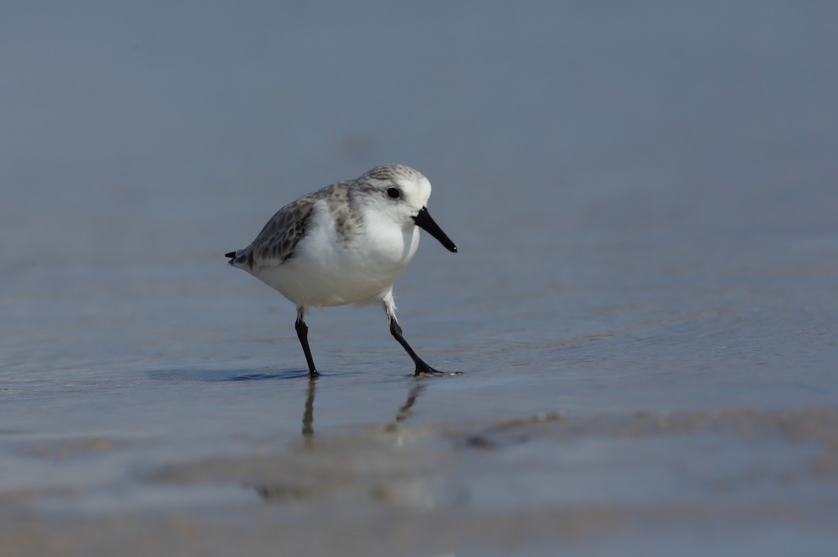 Sanderling - ML646235486