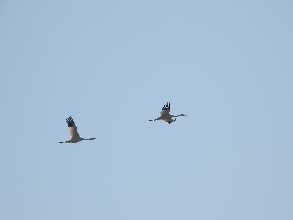 Schneekranich - ML646235488