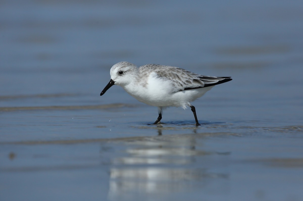 Sanderling - ML646235489
