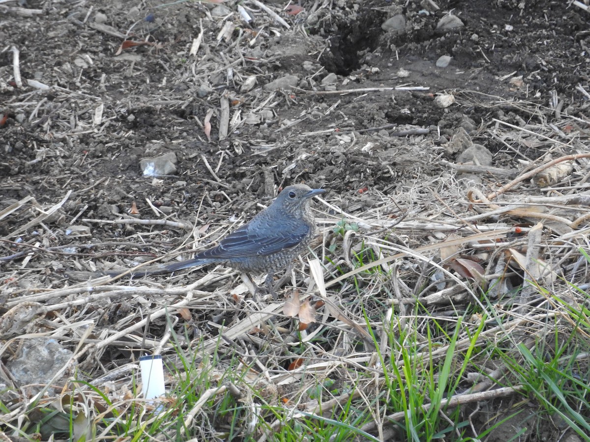 藍磯鶇 - ML646235493