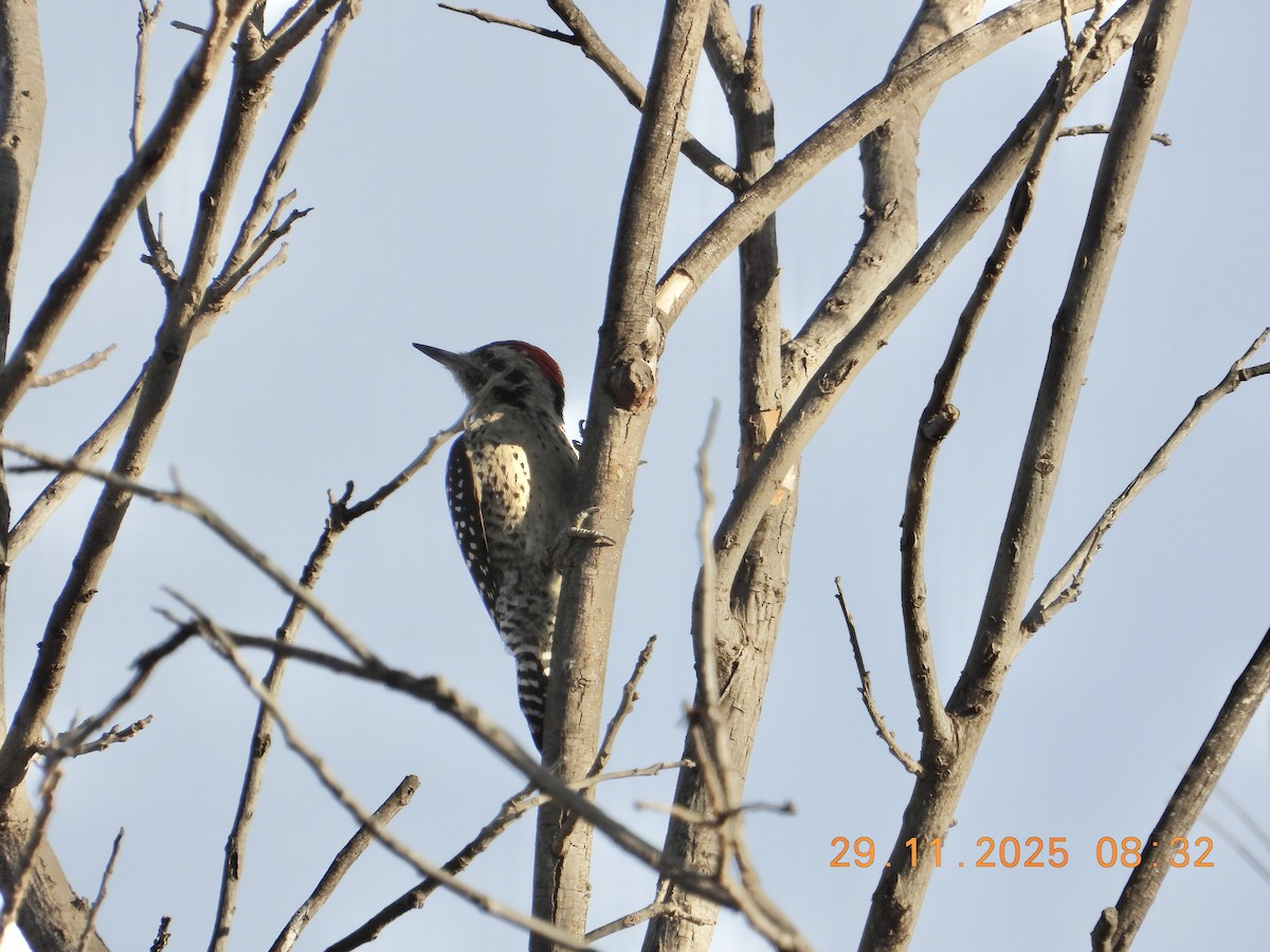 Ladder-backed Woodpecker - ML646235494