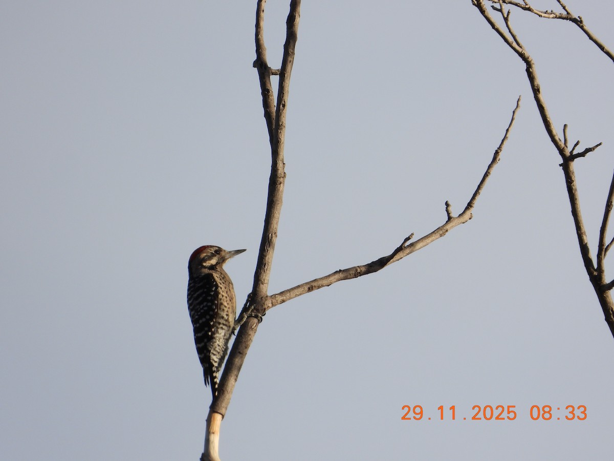 Ladder-backed Woodpecker - ML646235495