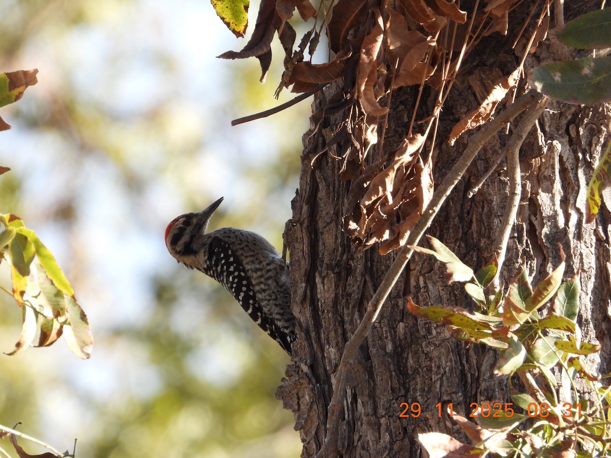 Ladder-backed Woodpecker - ML646235496