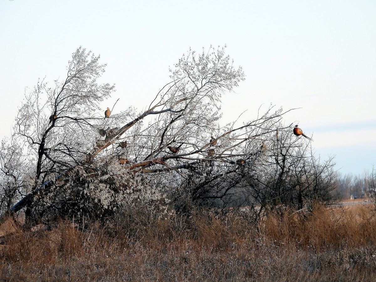 bažant obecný - ML646235503