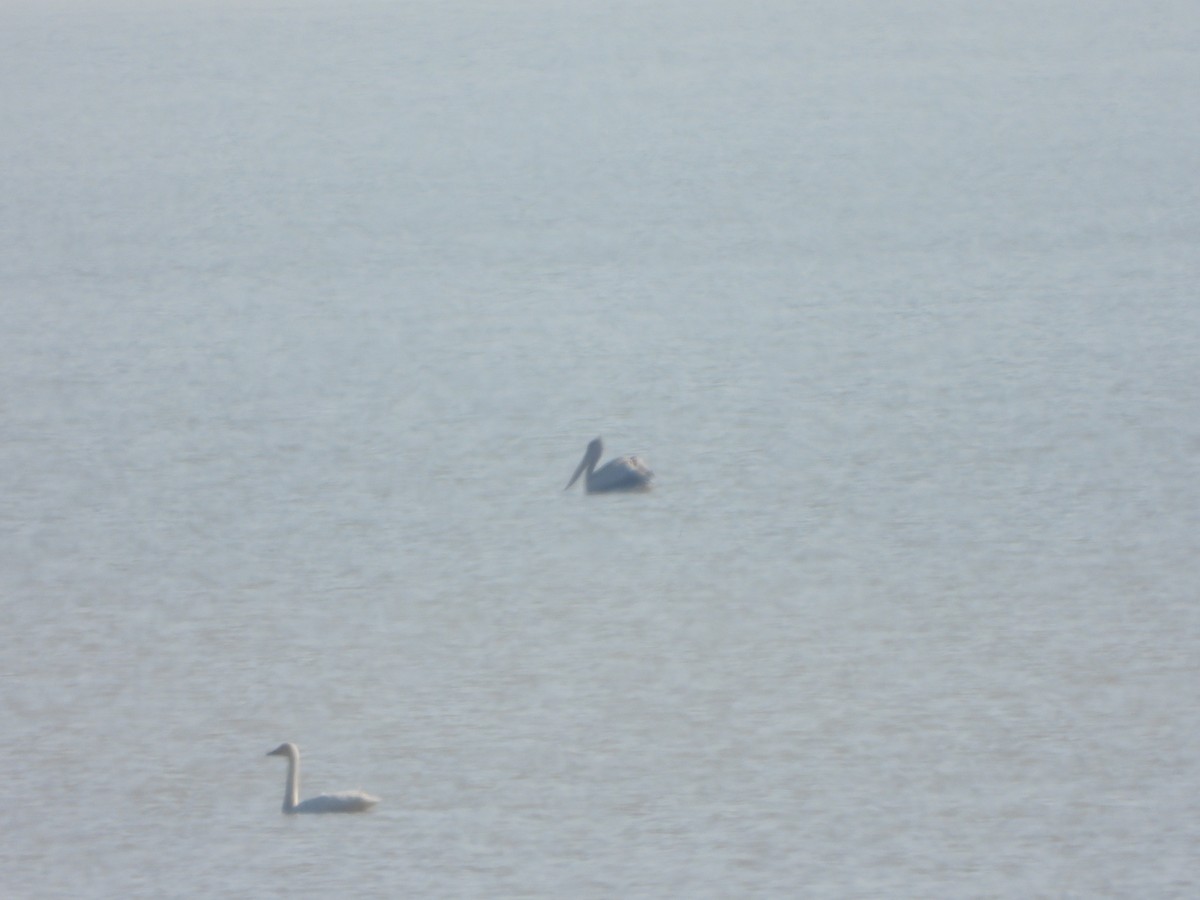 Krauskopfpelikan - ML646235504