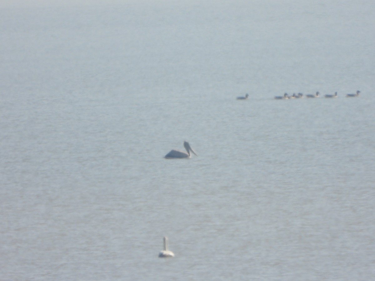 Krauskopfpelikan - ML646235505