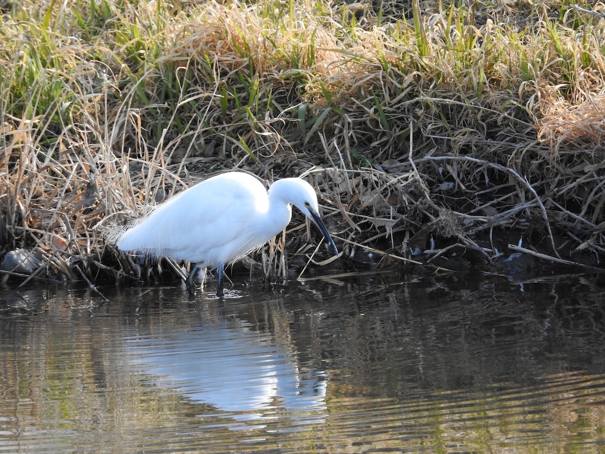 小白鷺 - ML646235506
