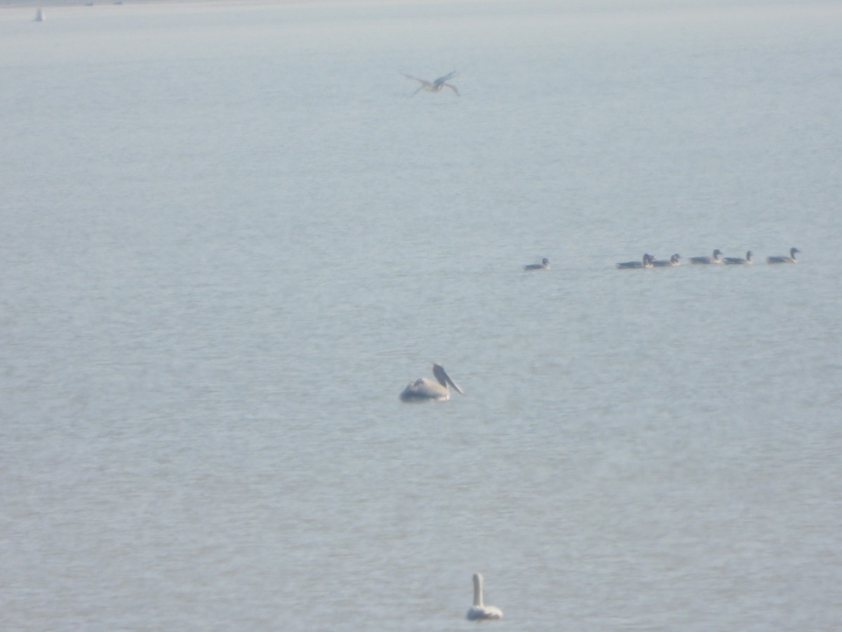 Krauskopfpelikan - ML646235519