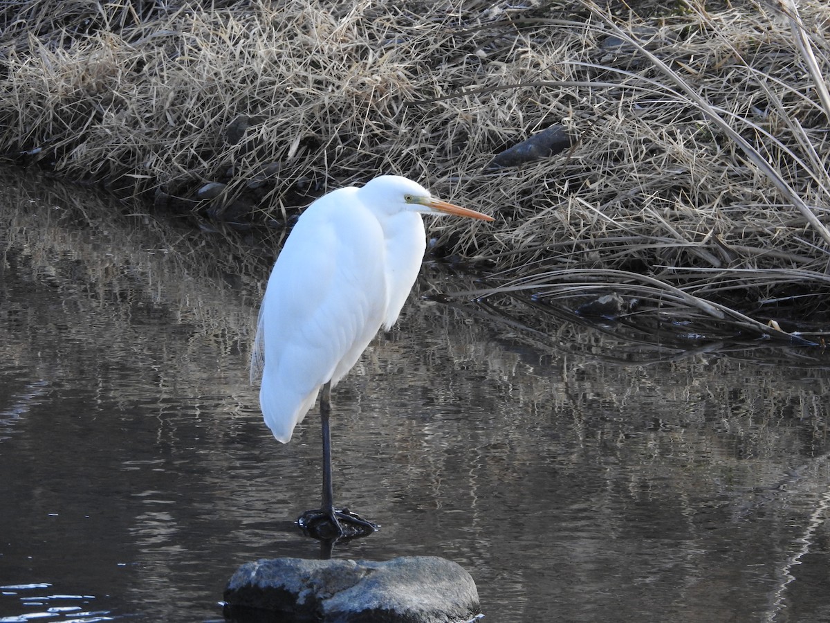 大白鷺 - ML646235528