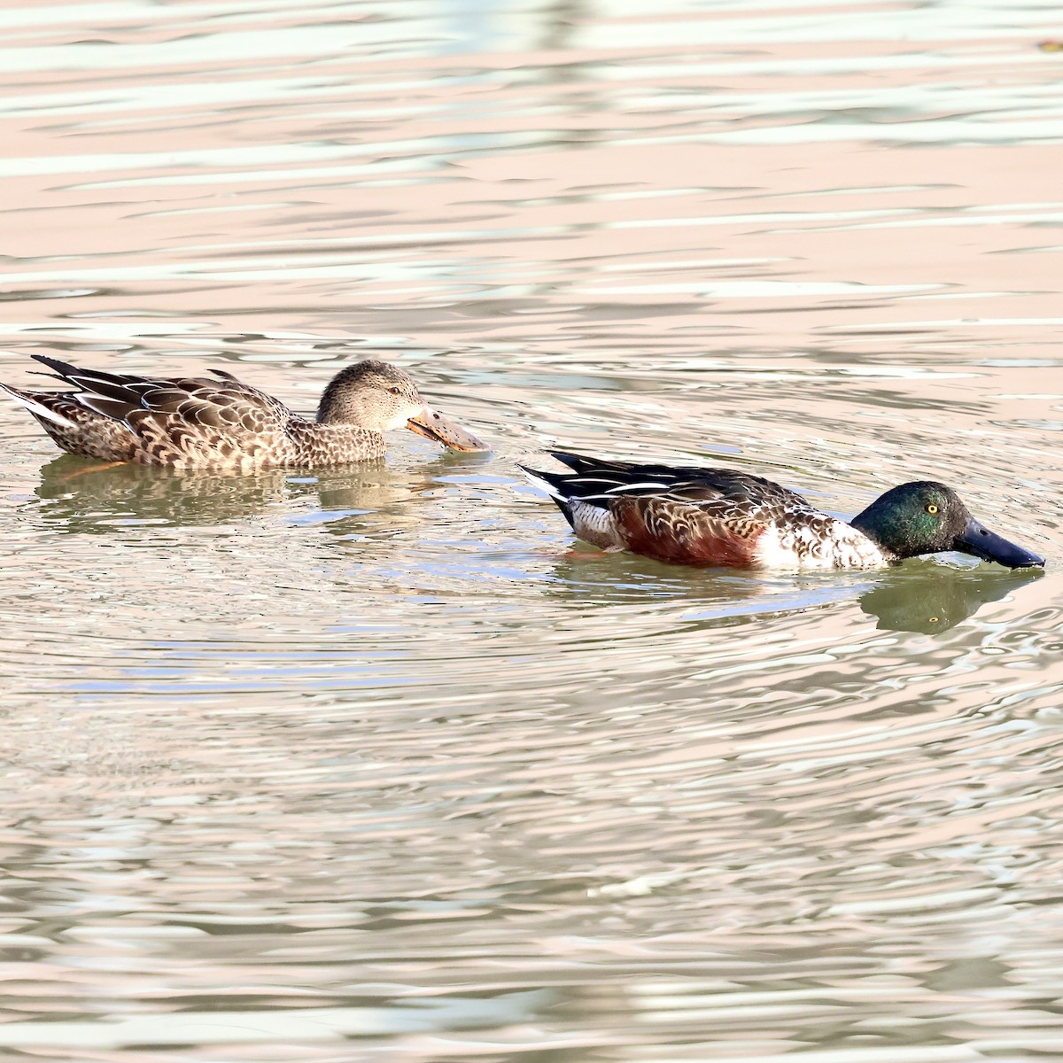 琵嘴鴨 - ML646235532