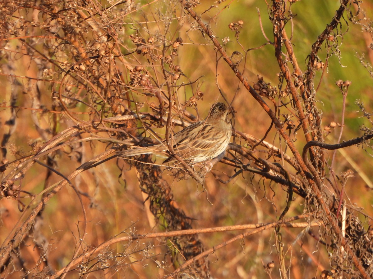 Maskenammer - ML646235536