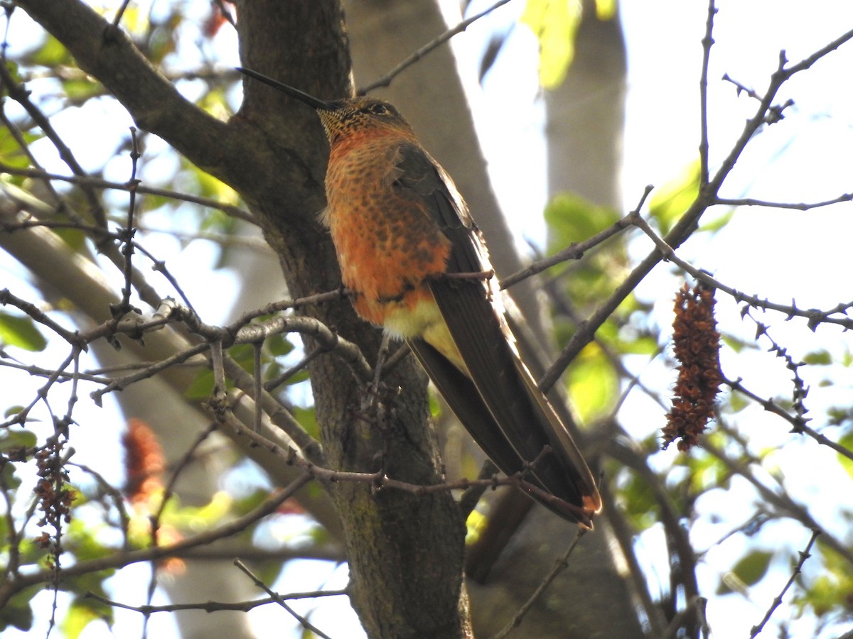 Giant Hummingbird - ML646235540