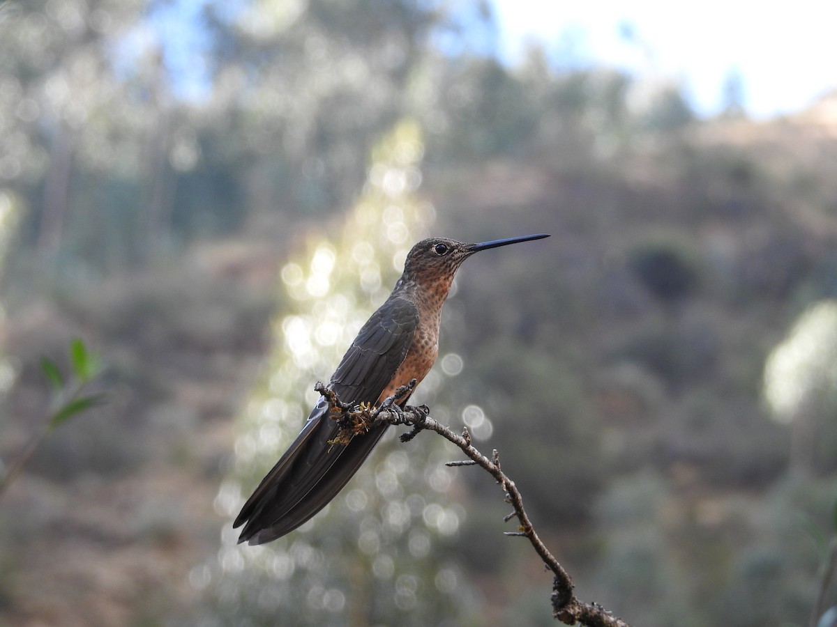 Giant Hummingbird - ML646235541