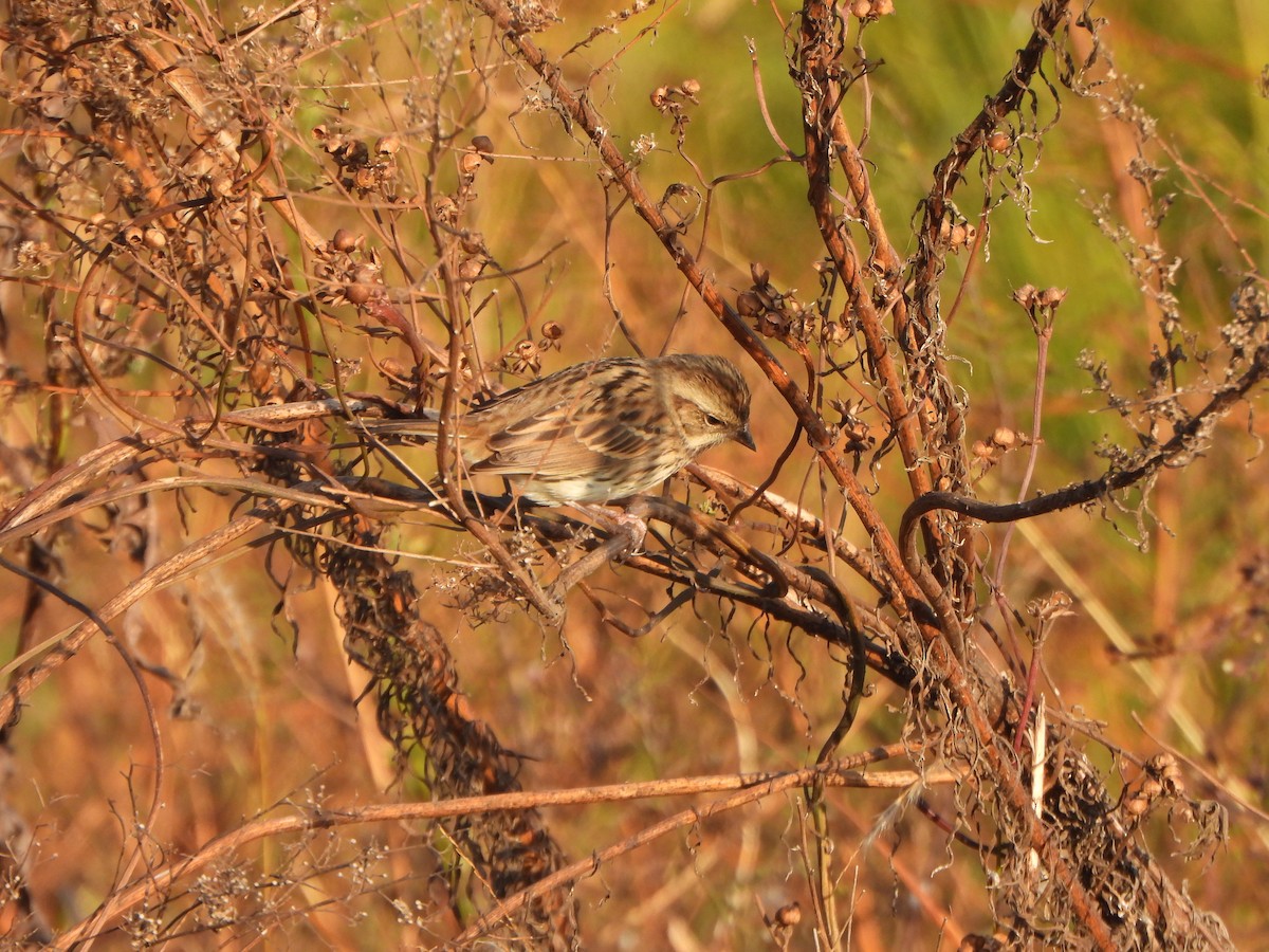 Maskenammer - ML646235542