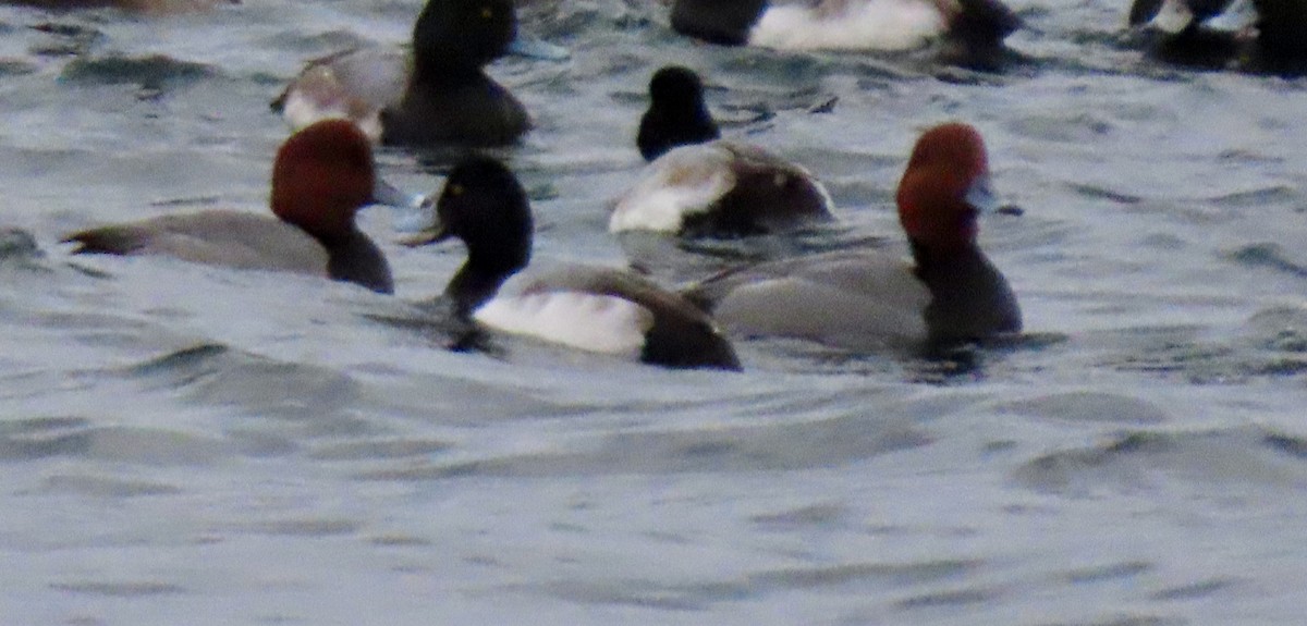 Redhead - ML646235543