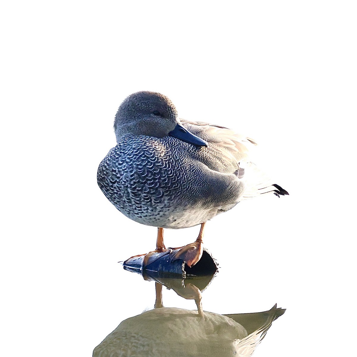 赤膀鴨 - ML646235544