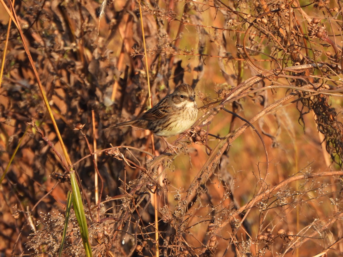 Maskenammer - ML646235545