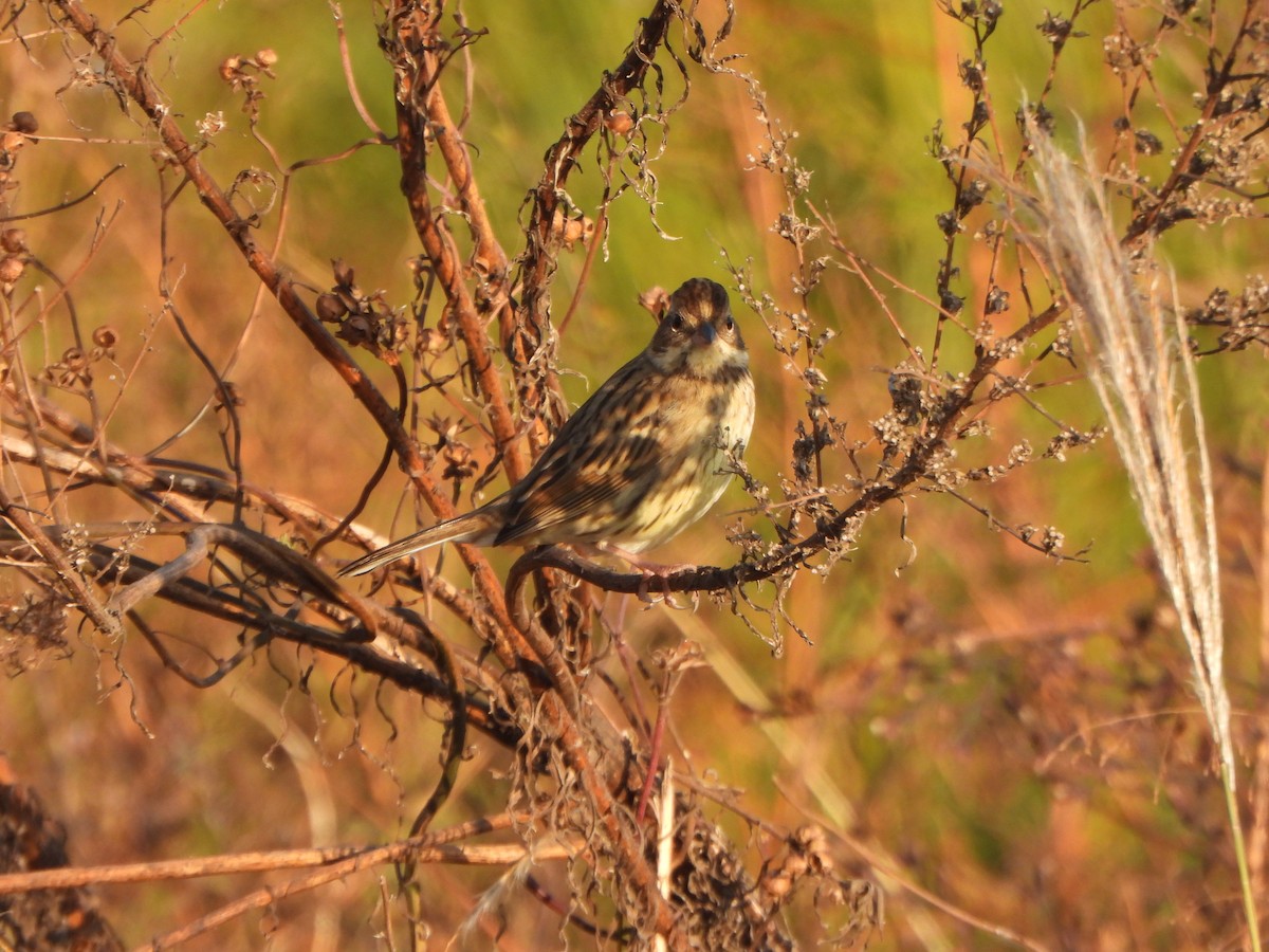 Maskenammer - ML646235551