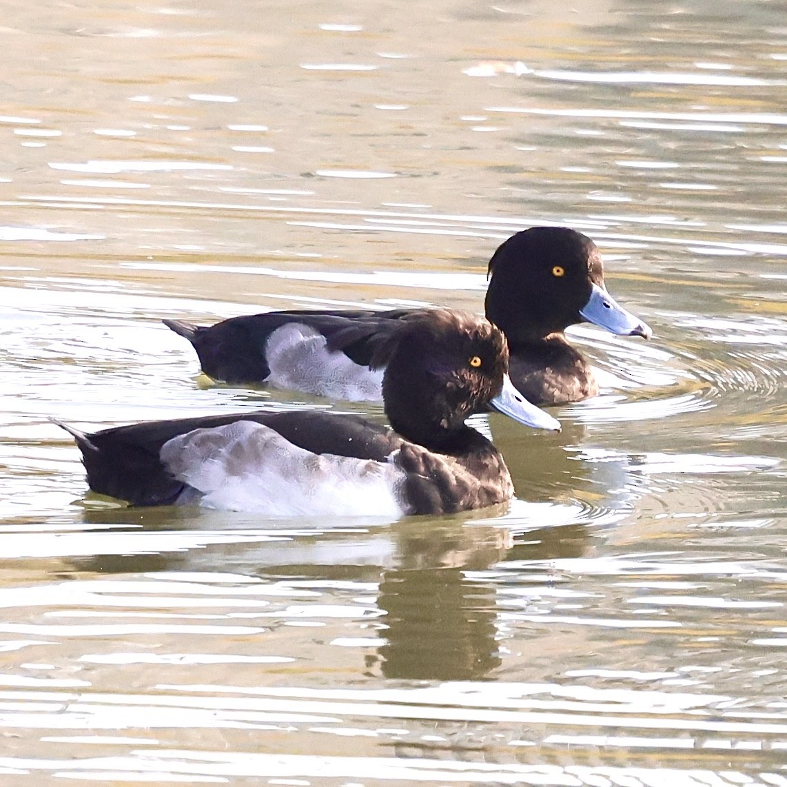 鳳頭潛鴨 - ML646235552
