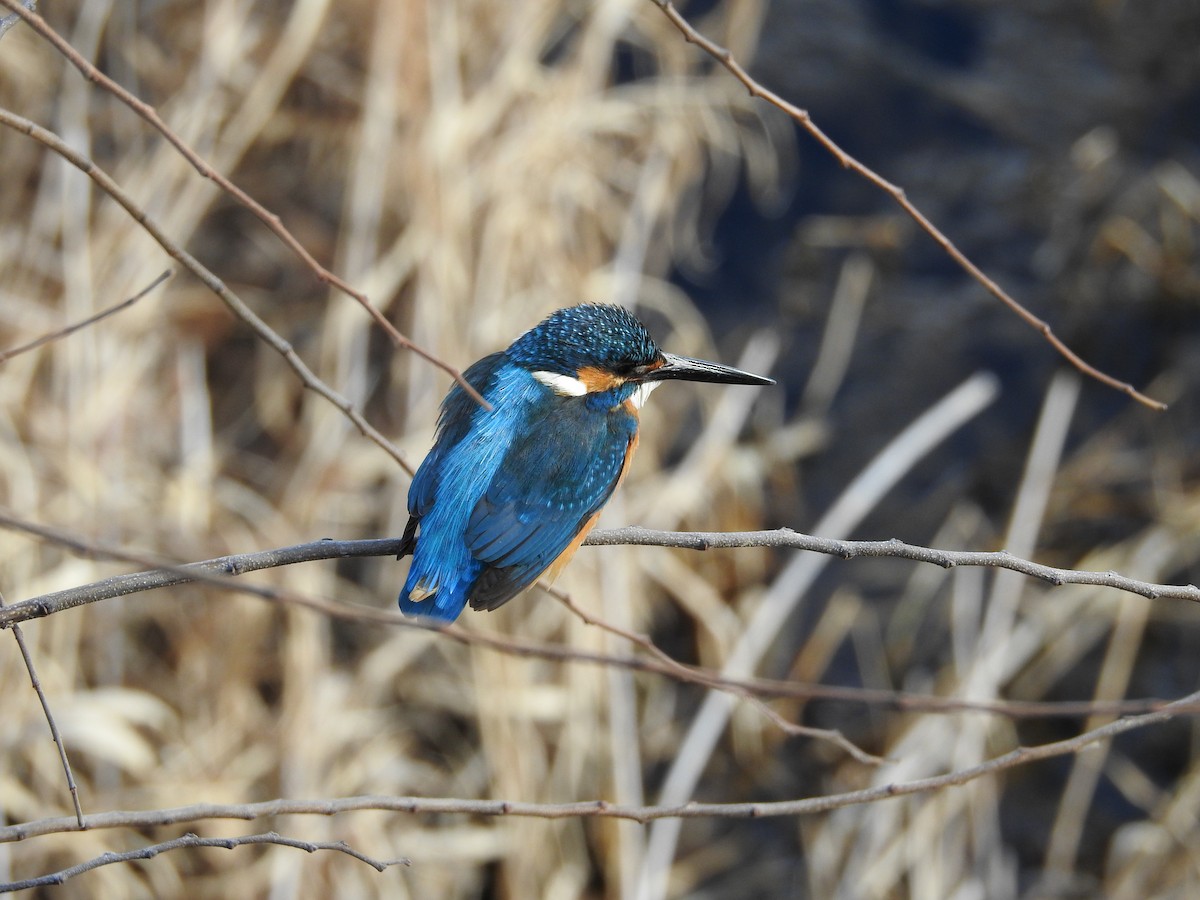 翠鳥 - ML646235553