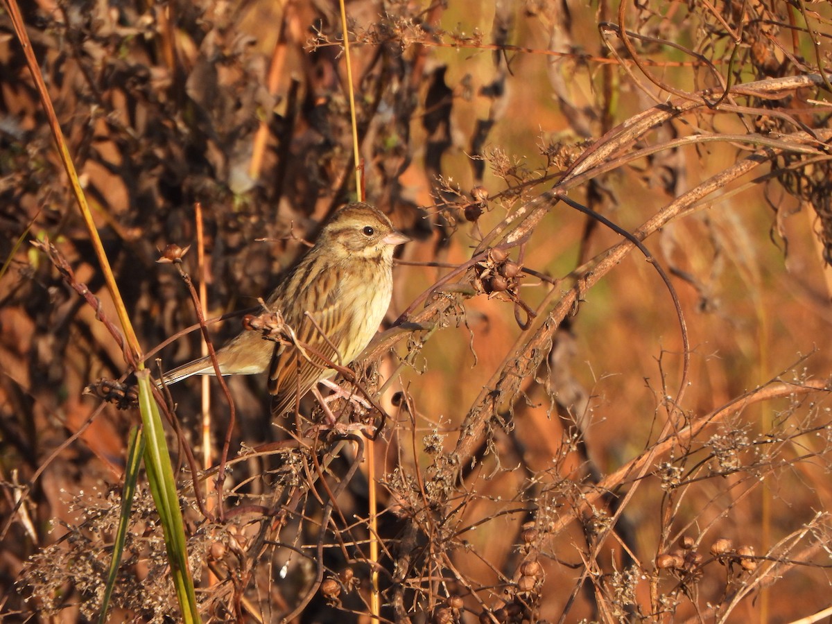 Maskenammer - ML646235555