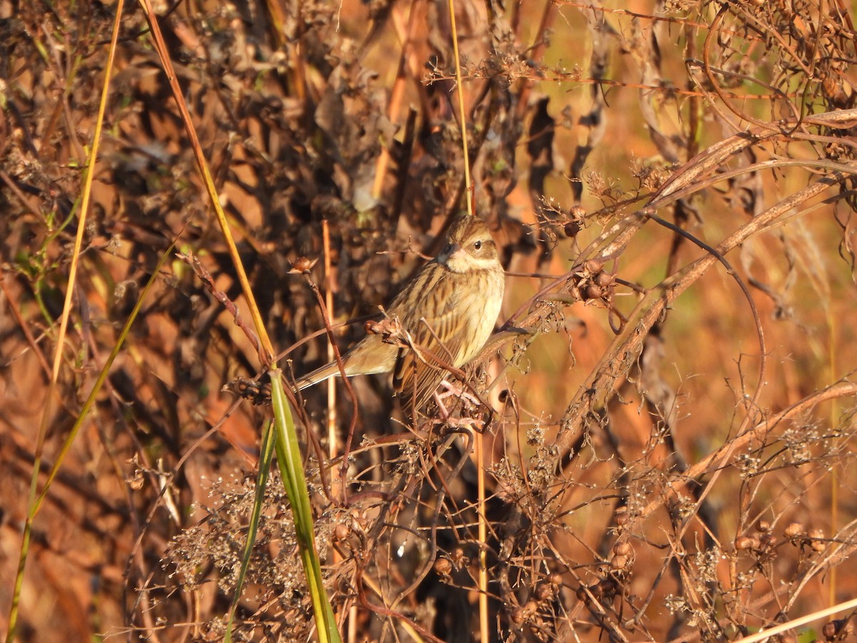 Maskenammer - ML646235557