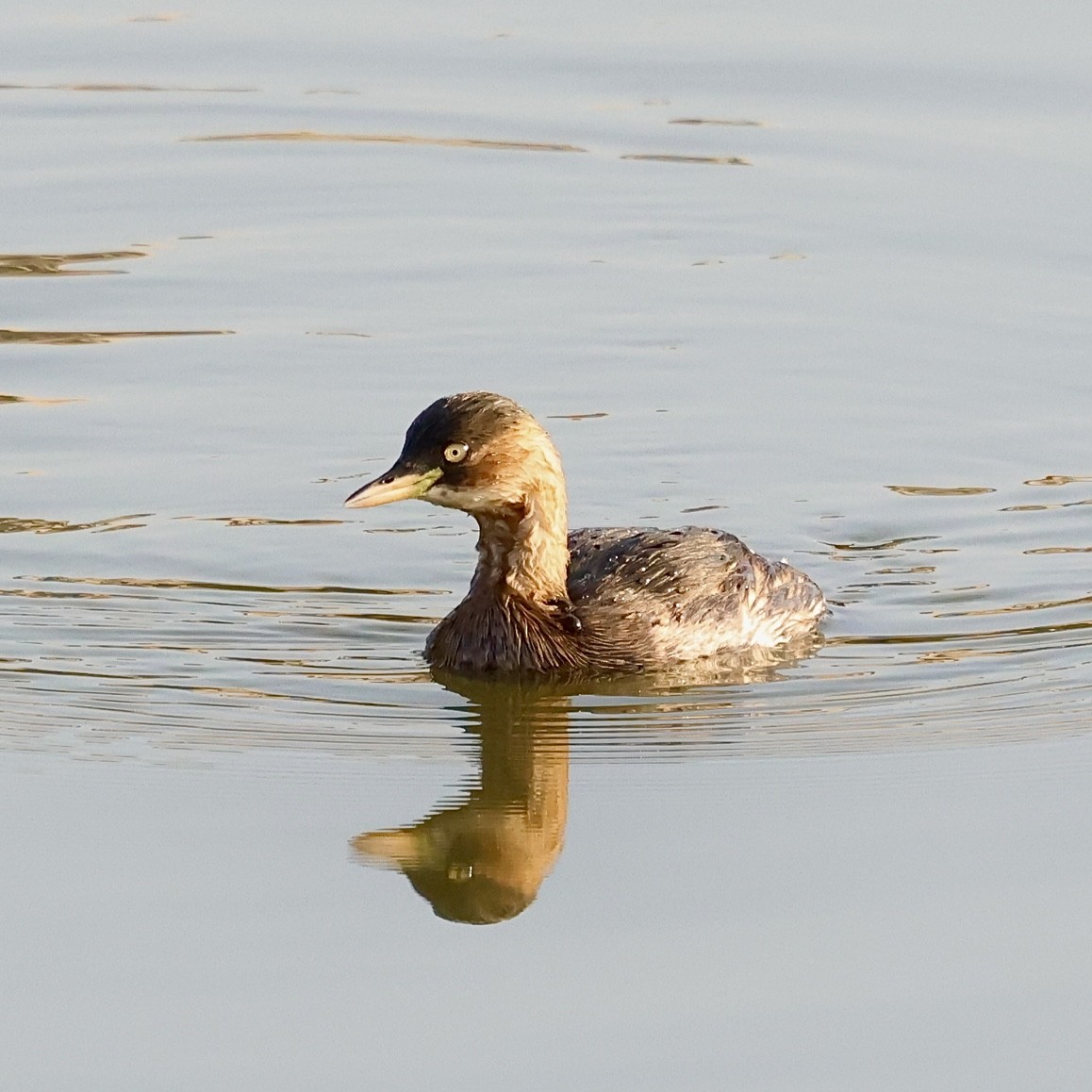 小鸊鷉 - ML646235558