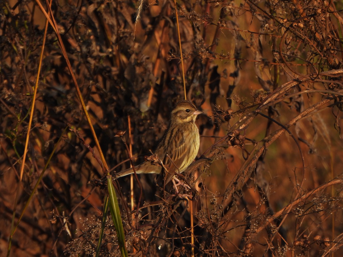 Maskenammer - ML646235561