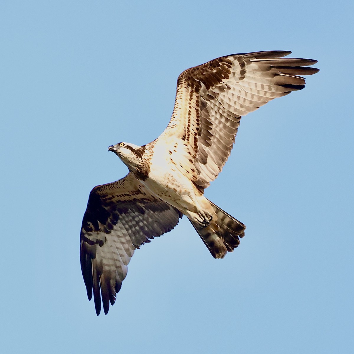 魚鷹 - ML646235562