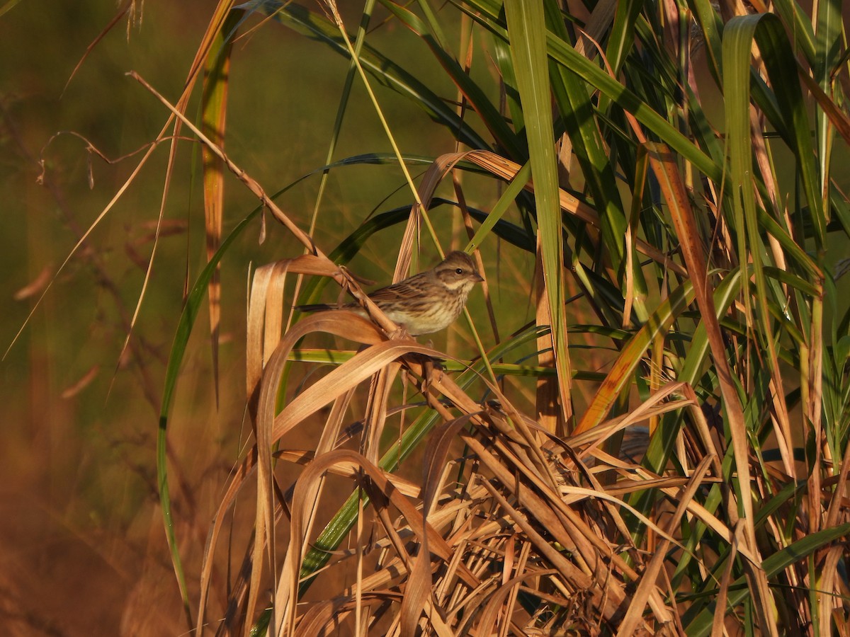 Maskenammer - ML646235564