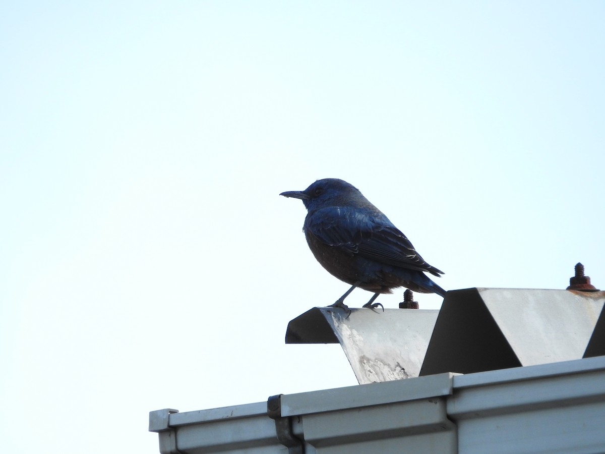 藍磯鶇 - ML646235565