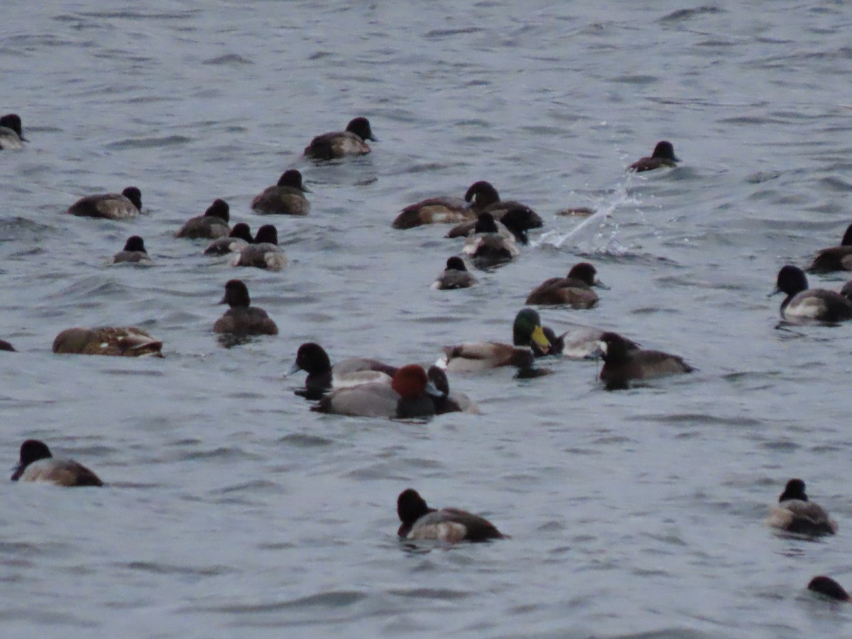 斑背潛鴨 - ML646235566