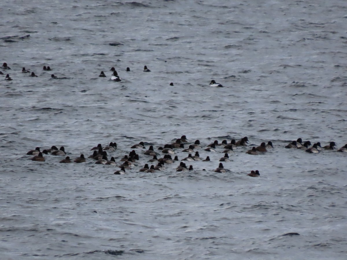 斑背潛鴨 - ML646235567