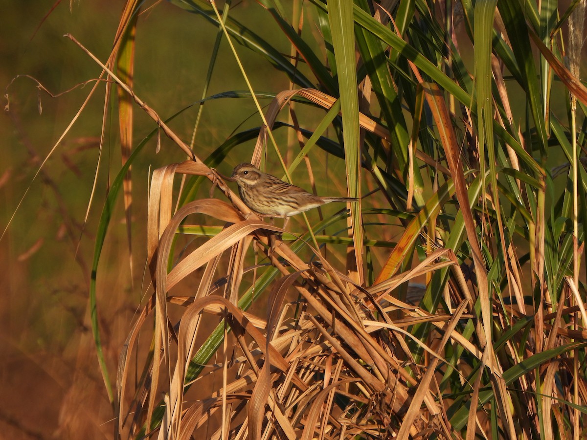 Maskenammer - ML646235581