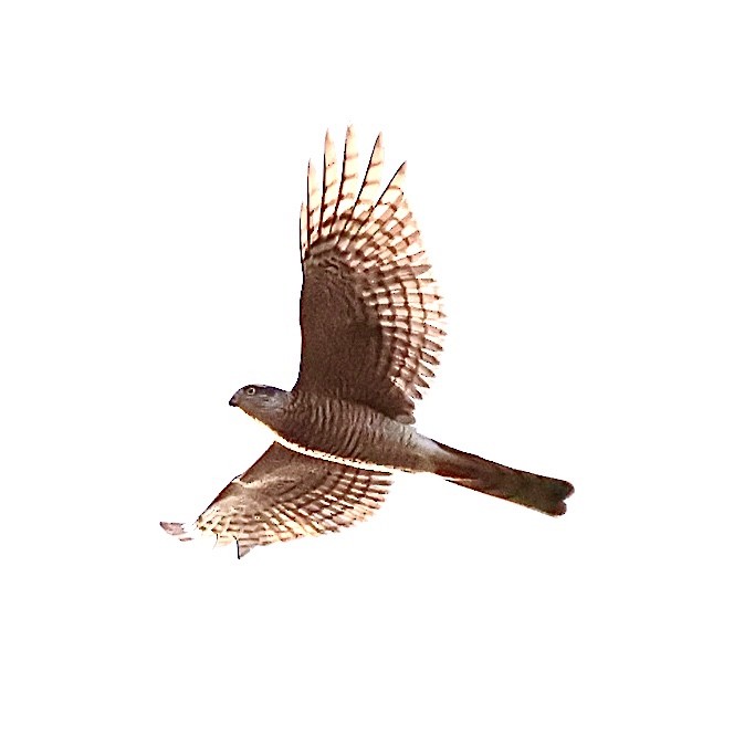 北雀鷹 - ML646235588