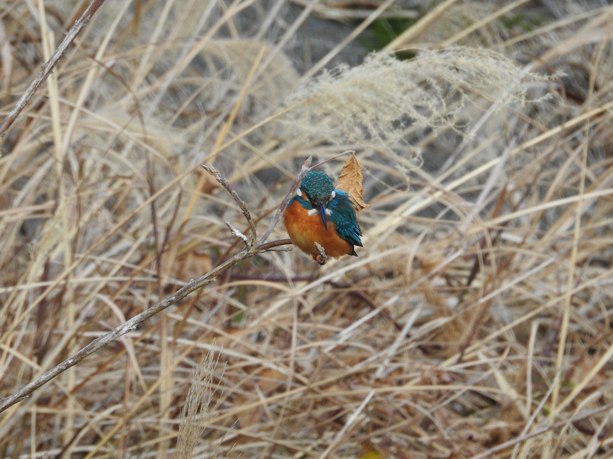 翠鳥 - ML646235604