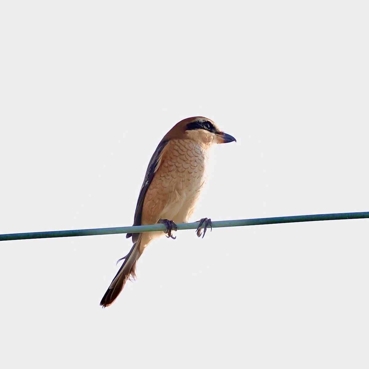 紅頭伯勞 - ML646235608