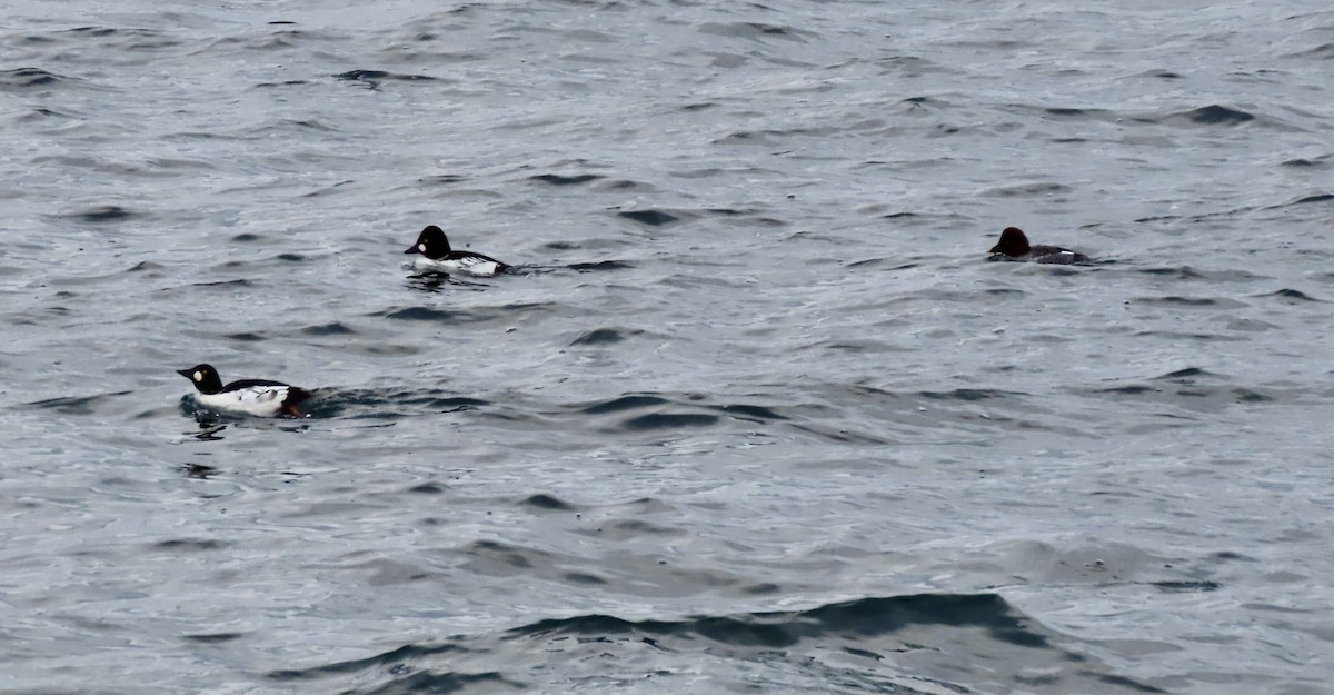 鵲鴨 - ML646235615