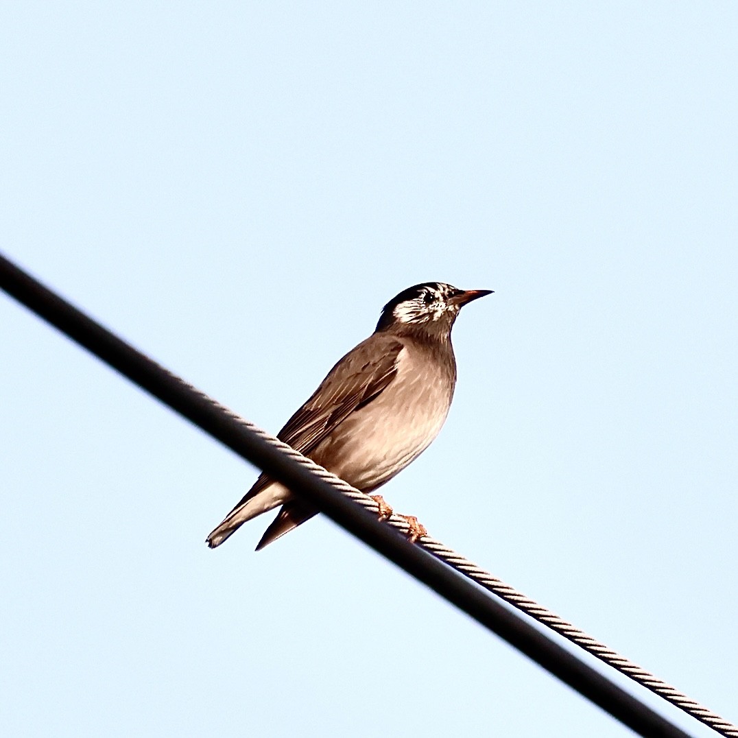 灰椋鳥 - ML646235628