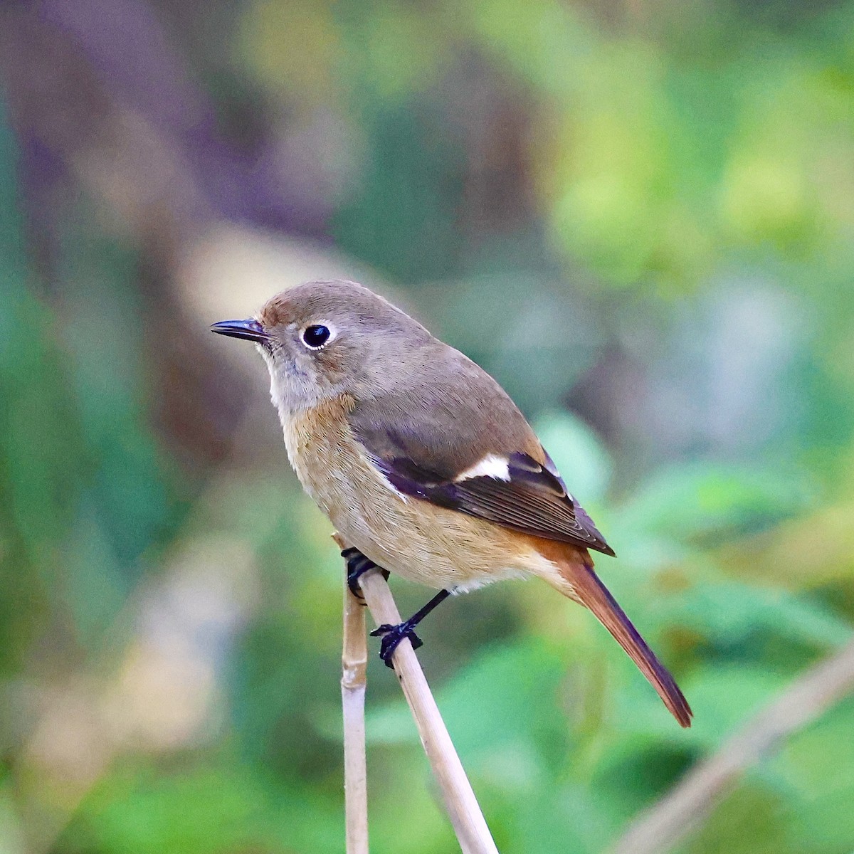 黃尾鴝 - ML646235639