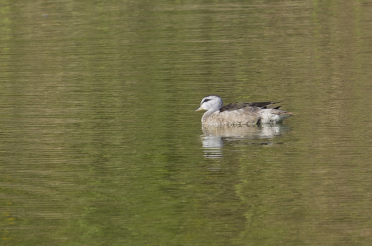 kachnička obojková - ML646235642